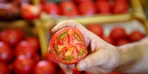 Kako hraniti paradajz da brže sazre